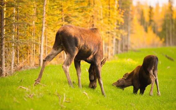 moose calf cow grass
