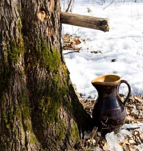 maple-flowing-into-pitcher