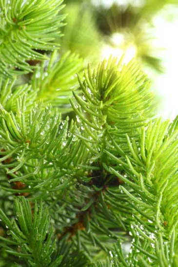 sun-pines