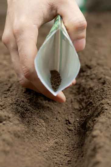 sowing seeds sowing seeds