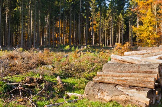 clearcut-timber-and-logpile-xs