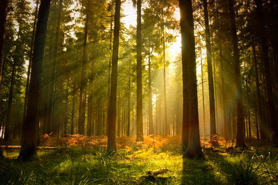 forest-walk-xs