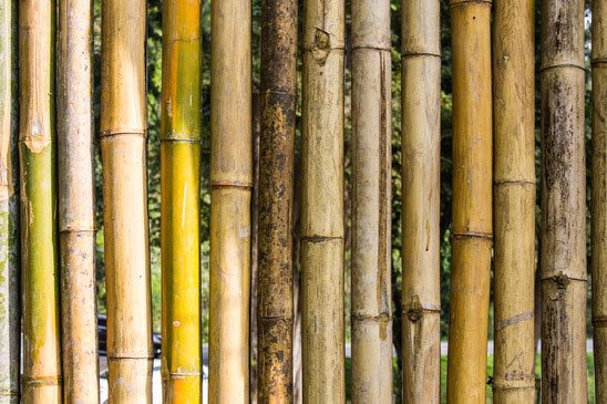 bamboo-fence