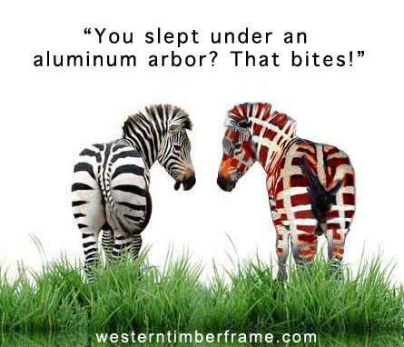 zebras-sunburn-2