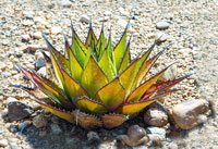 desert-flower