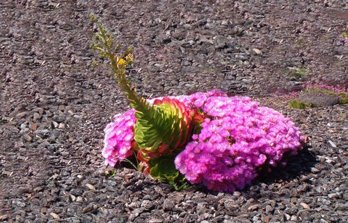 dessert flowers xeriscape landscape