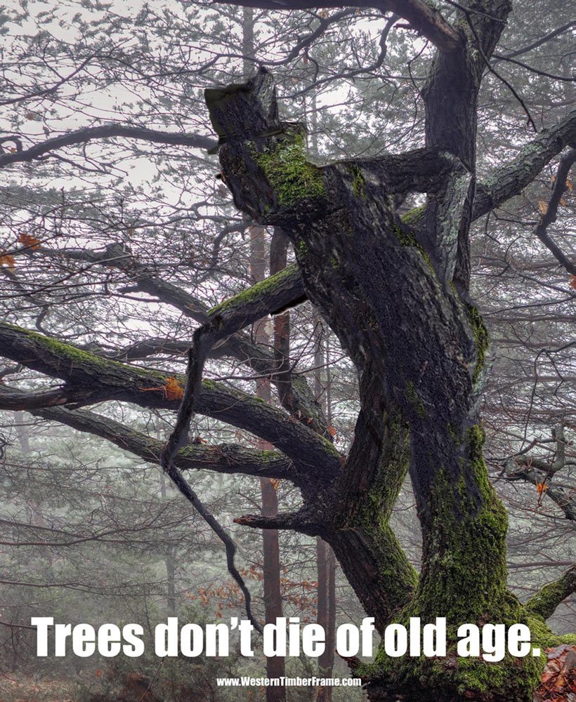 tree old man
