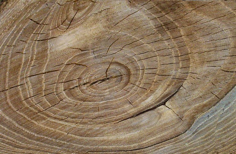 tree rings