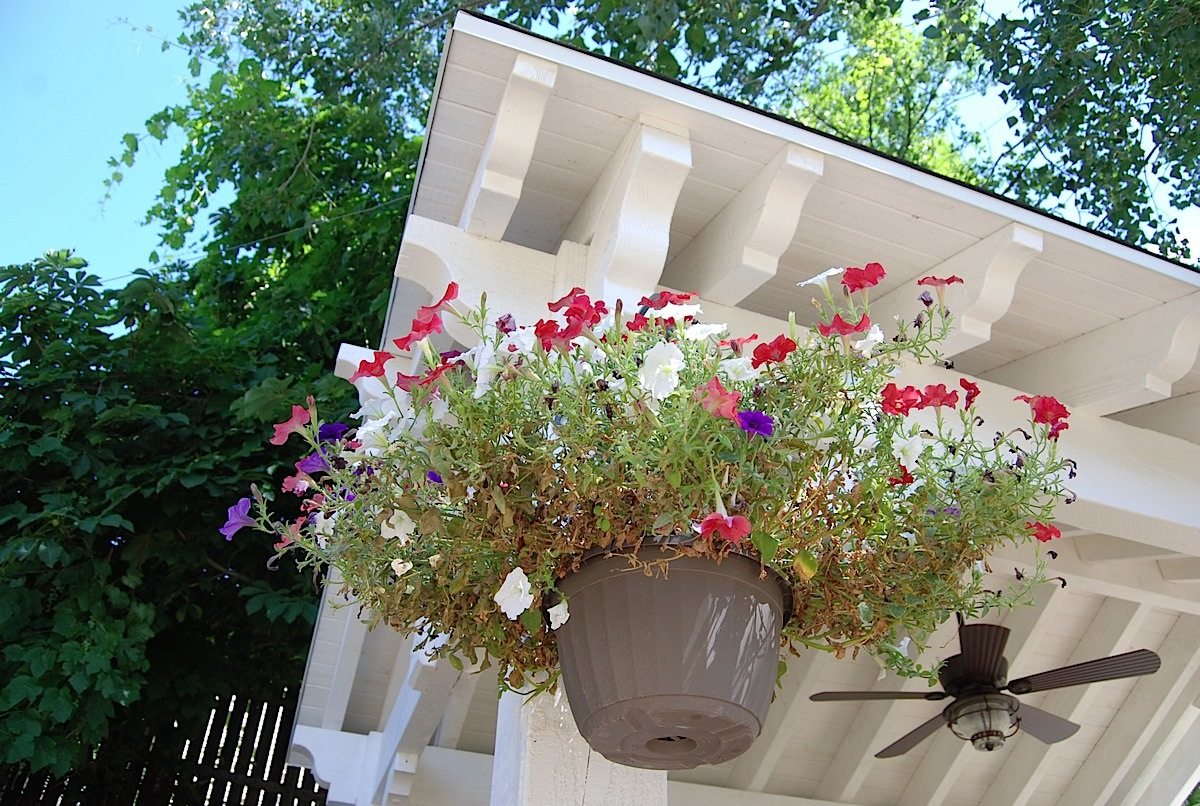 fan pavilion flowers