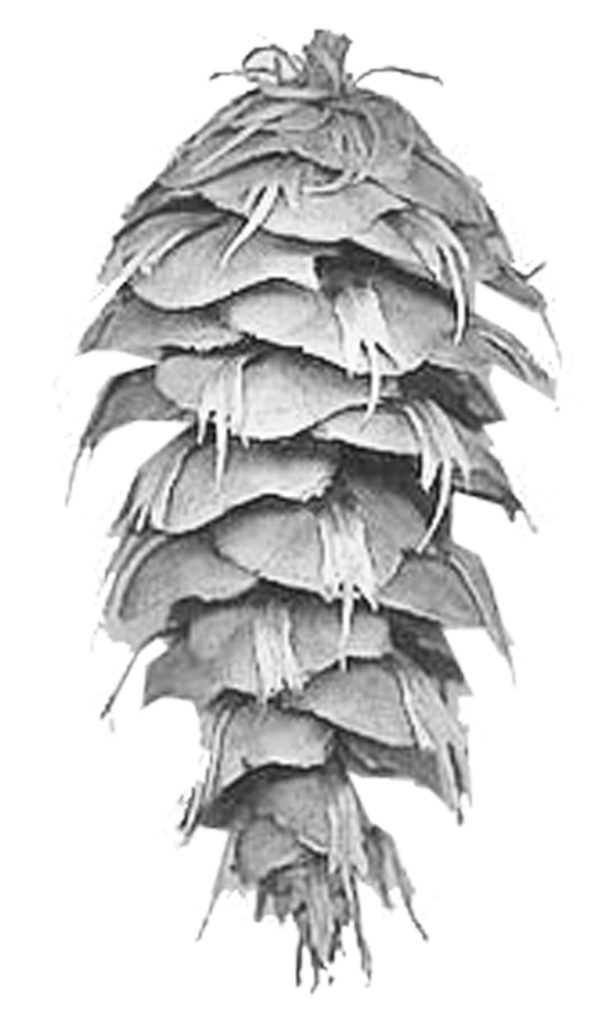 douglas-fir-cone cone