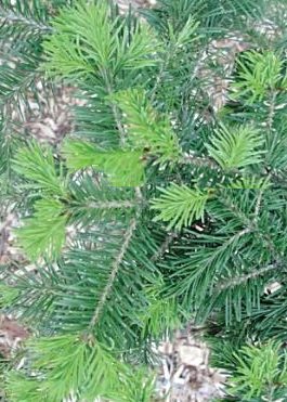 douglas-fir-needle-tips douglas-fir-needle-tips