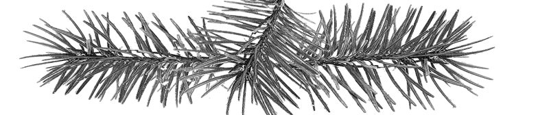 ink-drawing-needles-douglas-fir