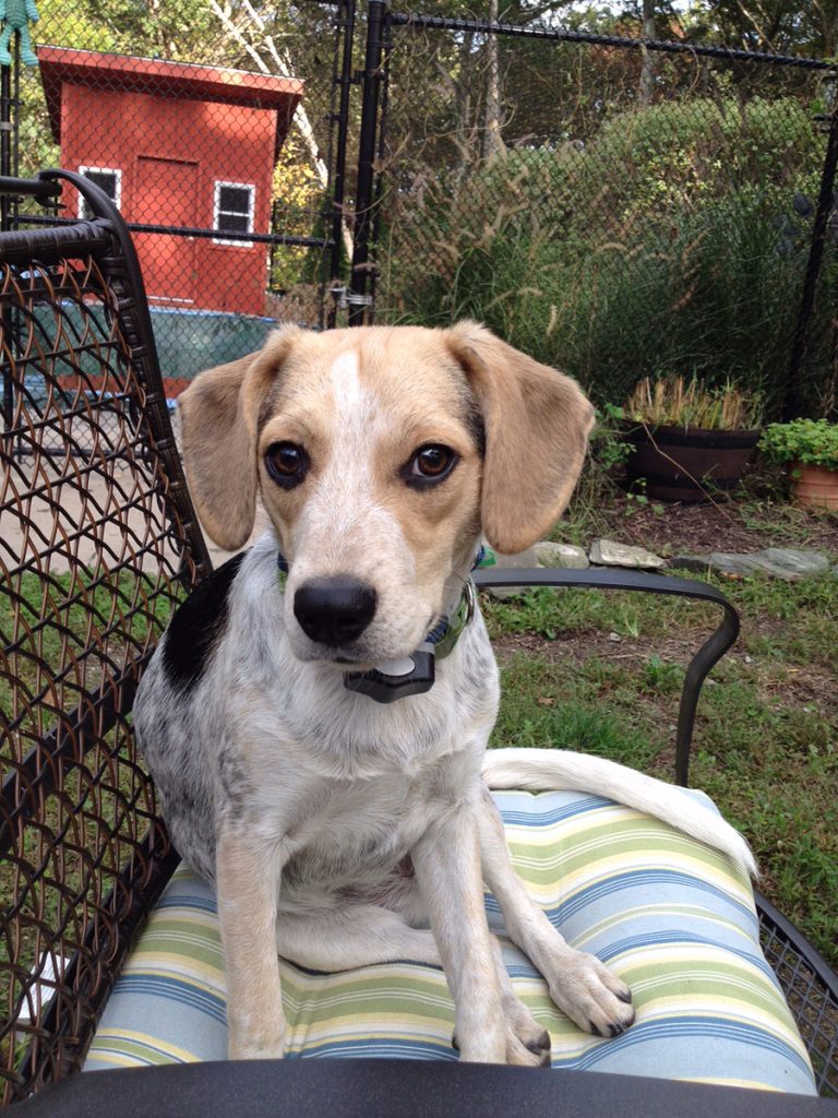 dog under pergola