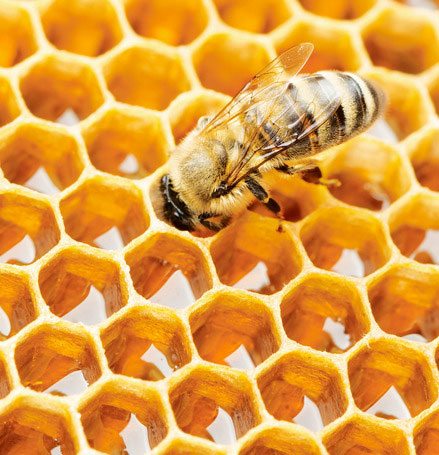 honeycomb-bee