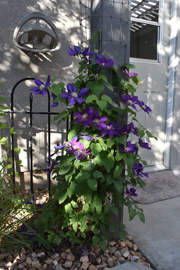 climbing vines pergola post