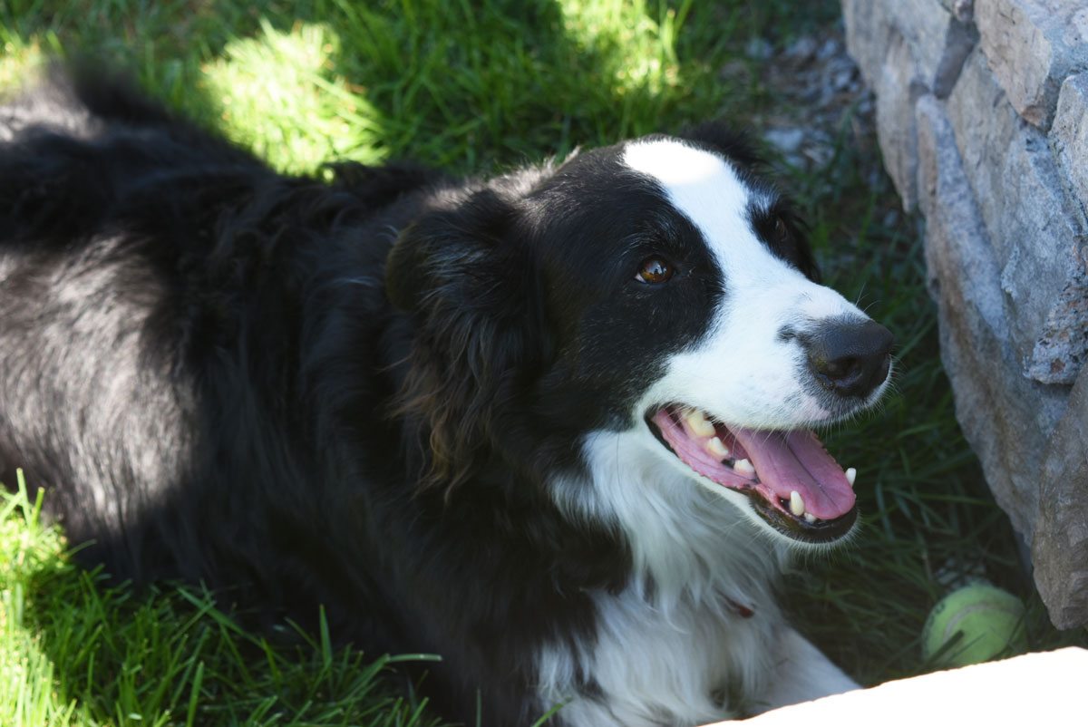 Dog resting in shade of a pergola