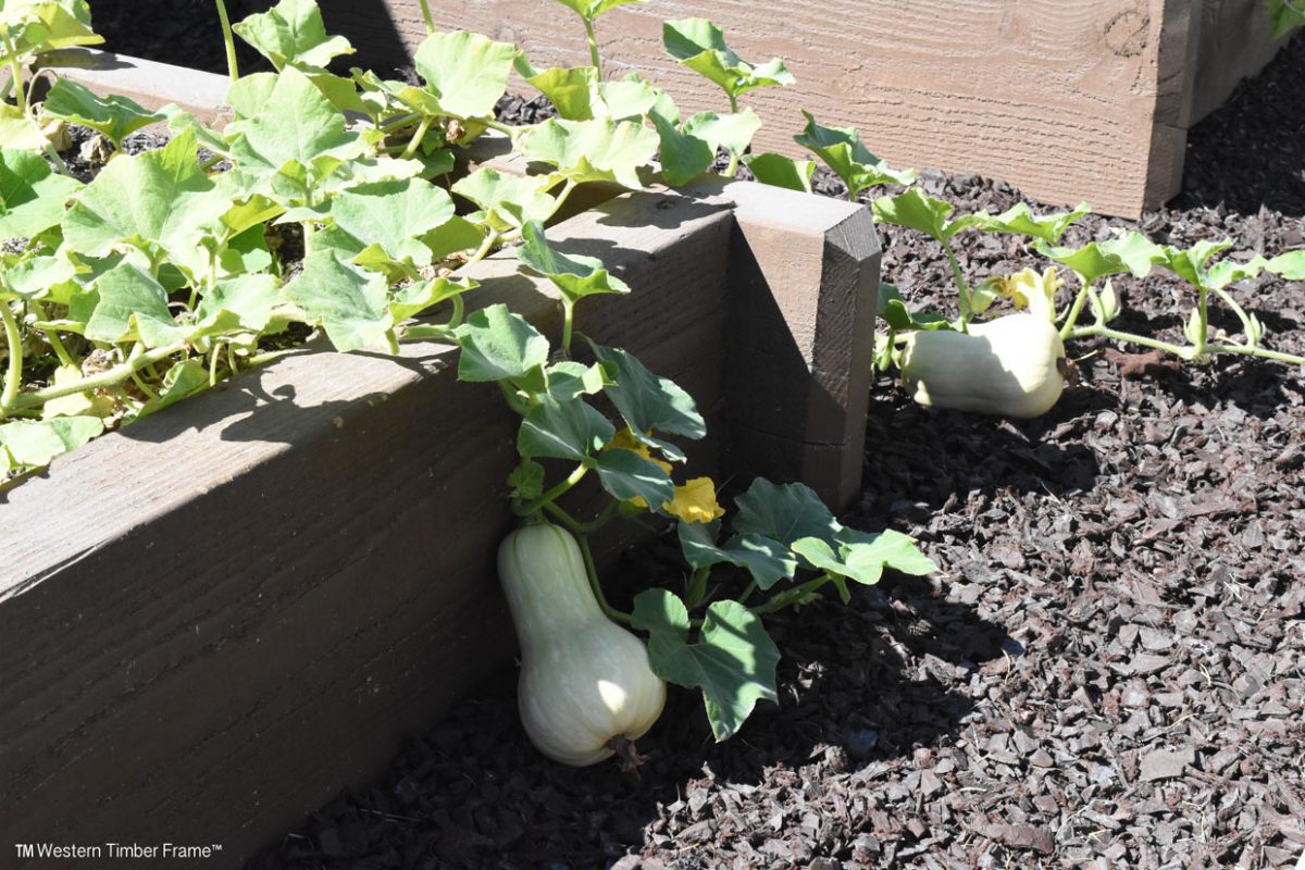 allred-grow-boxes88