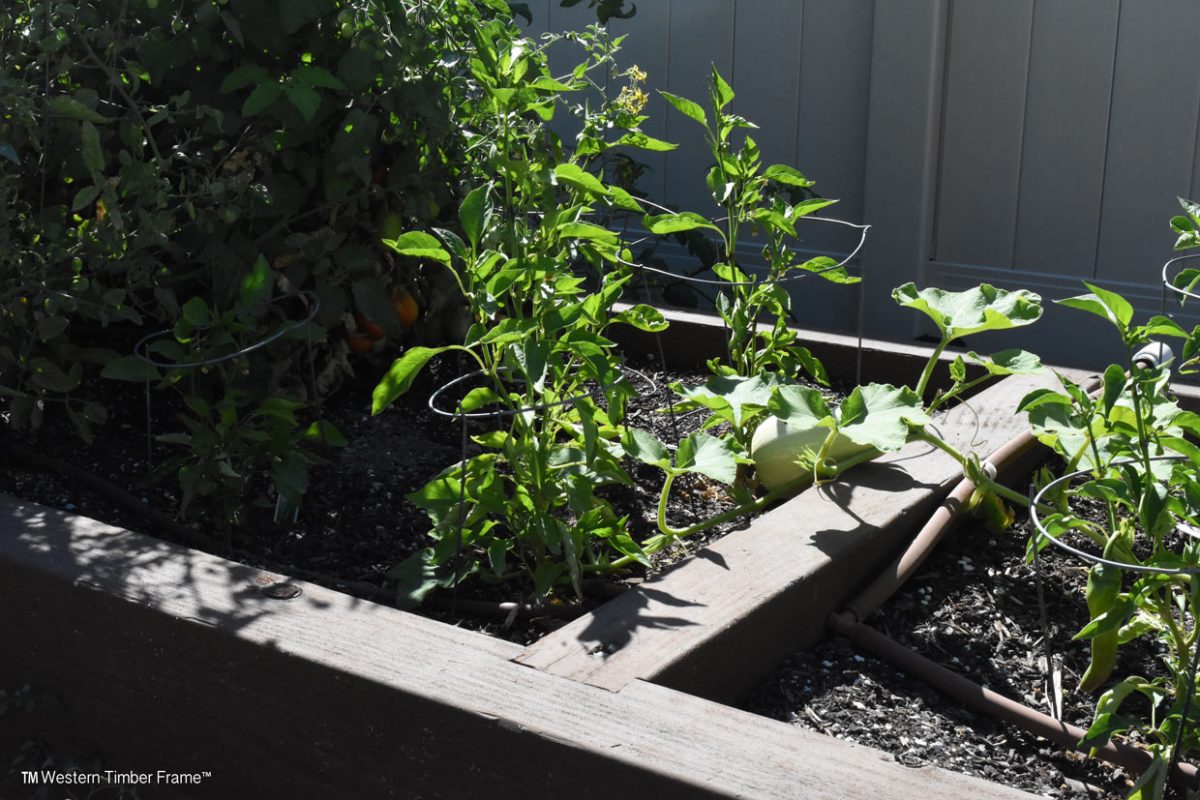 allred-pergola-grow-boxes