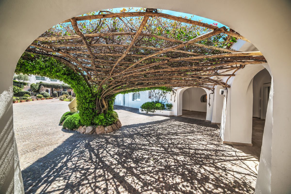 pergola shade tree