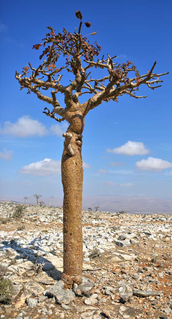  Frankincense Tree