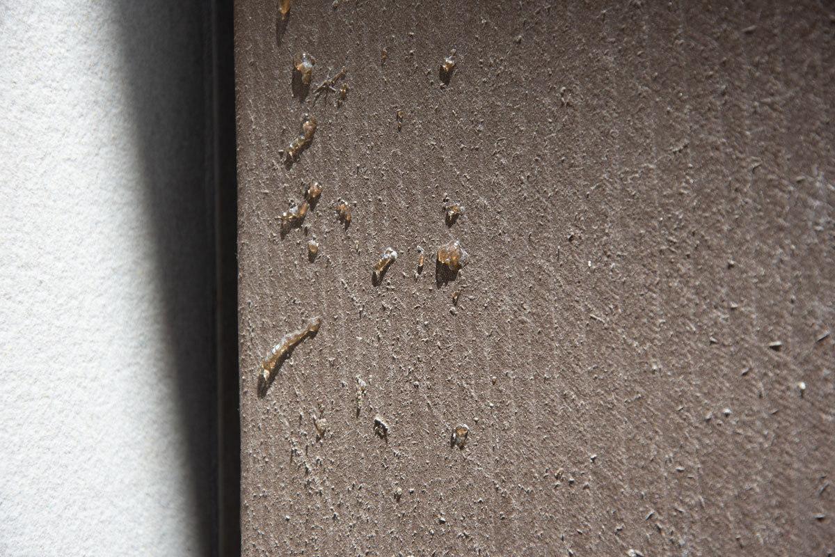 sap-pitch-resin-post-gum-latex sap resin pitch
