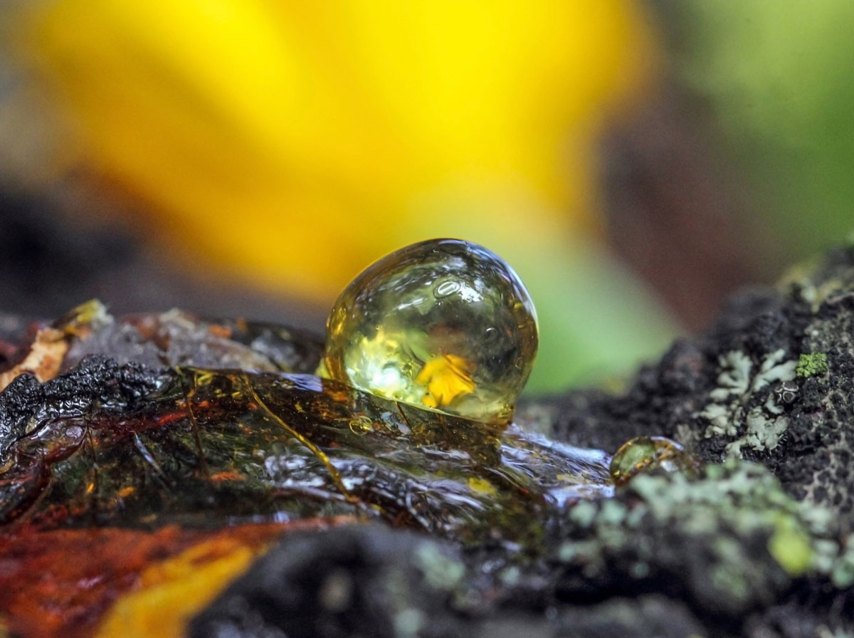 sap-resin-wood-latex sap-resin-wood-latex