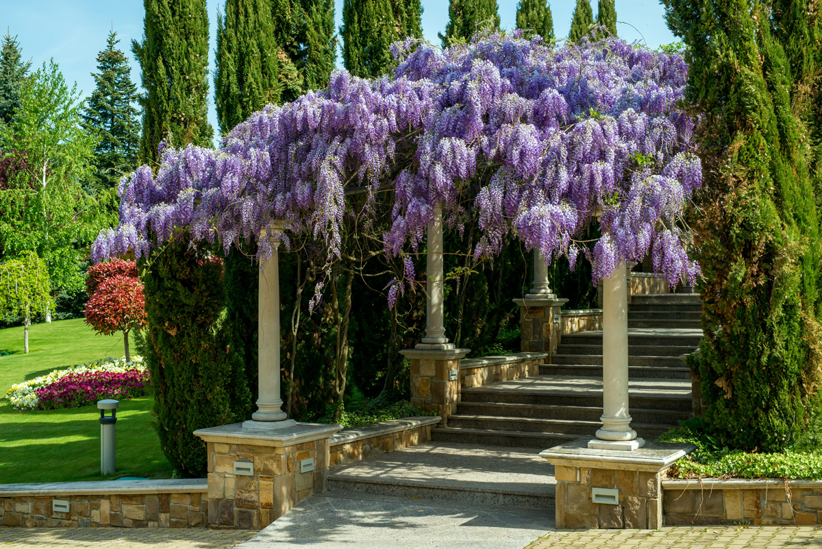 wisteria pergola