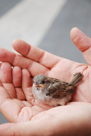 baby-bird-held-in-hands