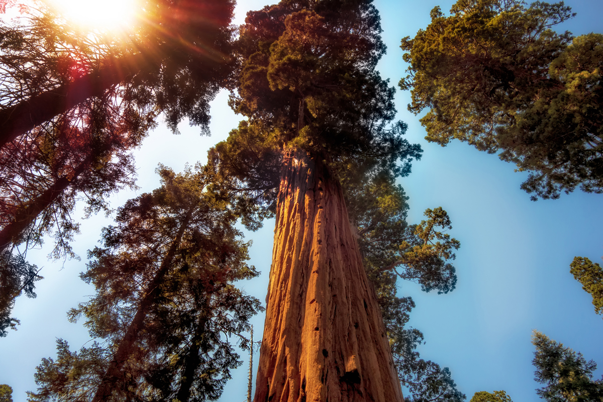 sequoia monolith tree