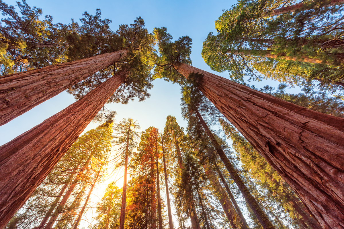 timber trees tall