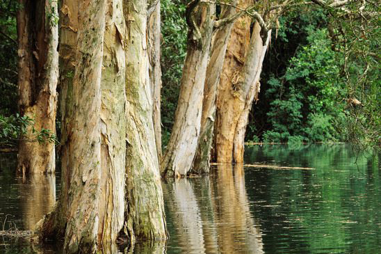 trees-submerged-in-water