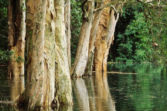 trees-submerged-in-water trees-submerged-in-water