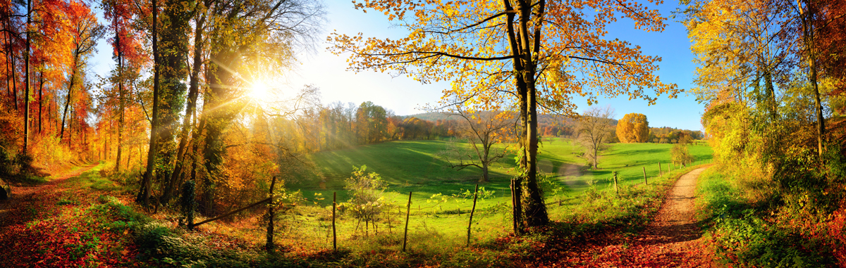 trees-sunlight-dirt-road