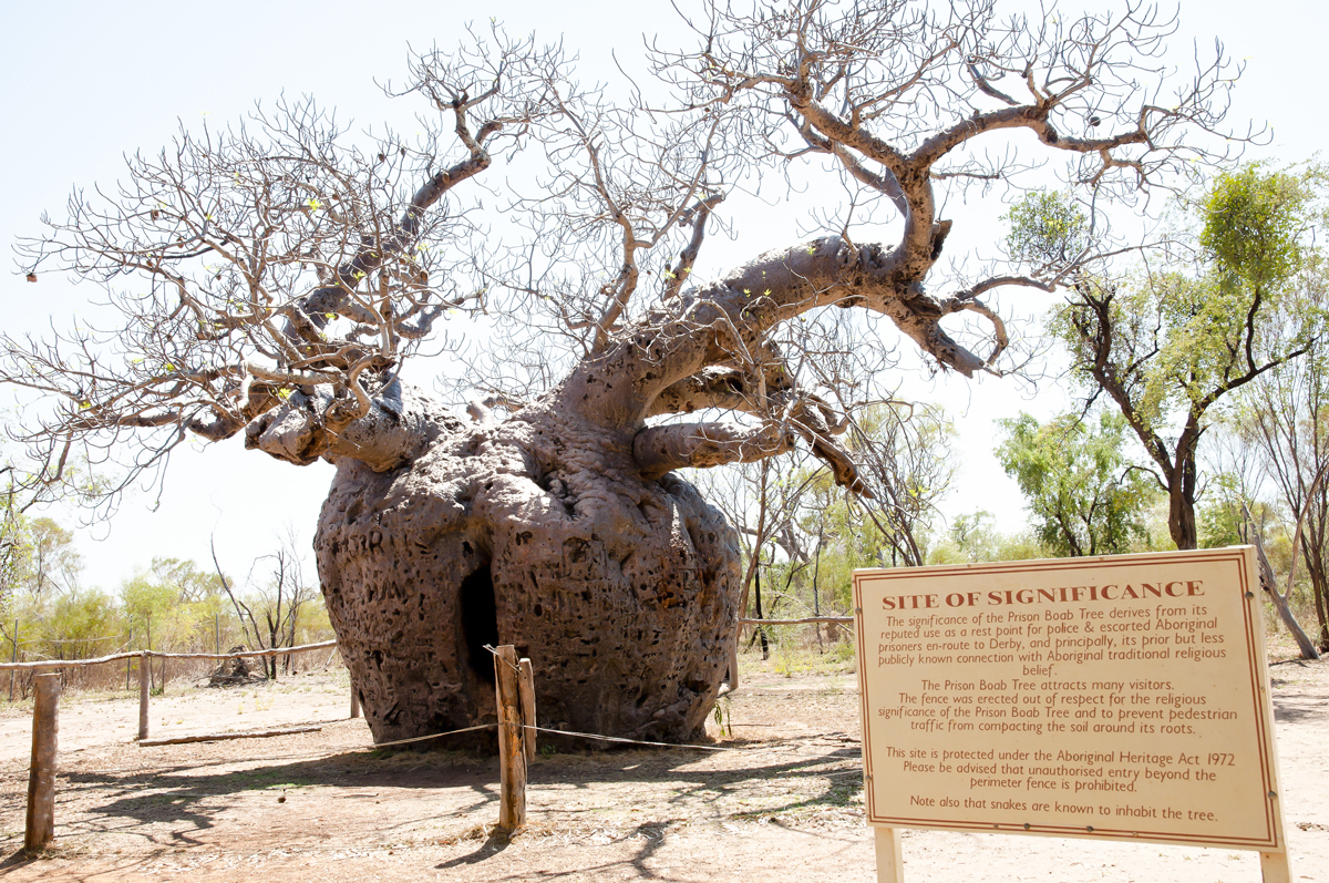 Baobab-prison-Tree