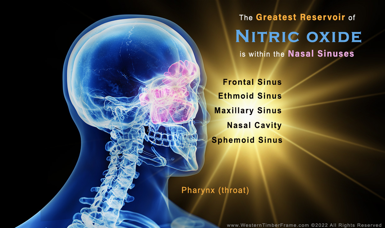 nasal sinuses nictric oxide
