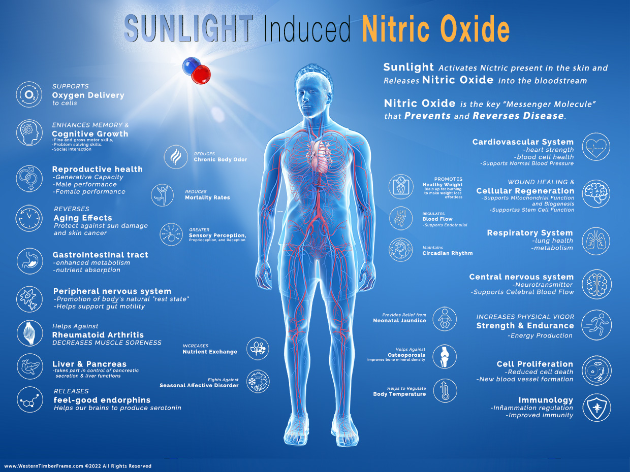 skin sunlight nitric oxide