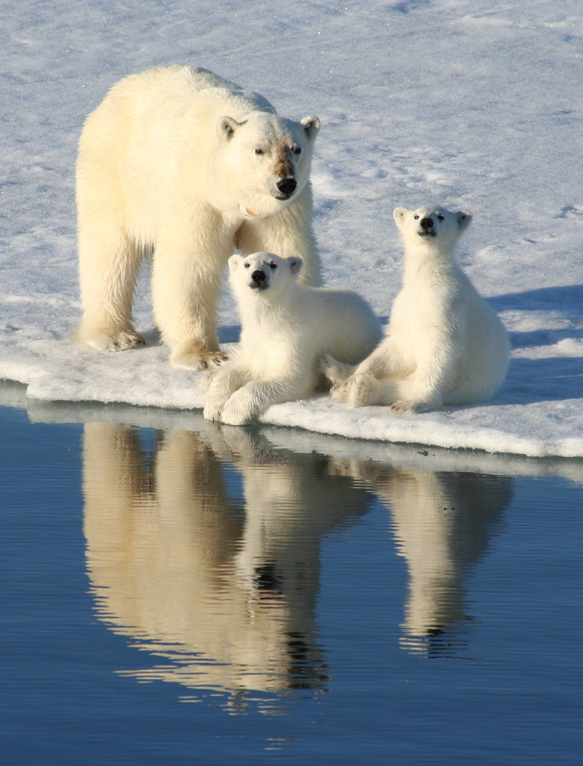 winter snow polar bears