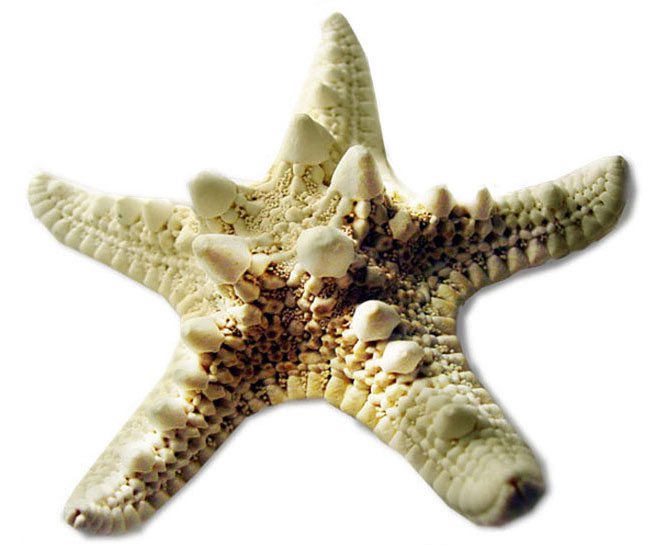 star-fish-no-trouble star-fish-no-trouble