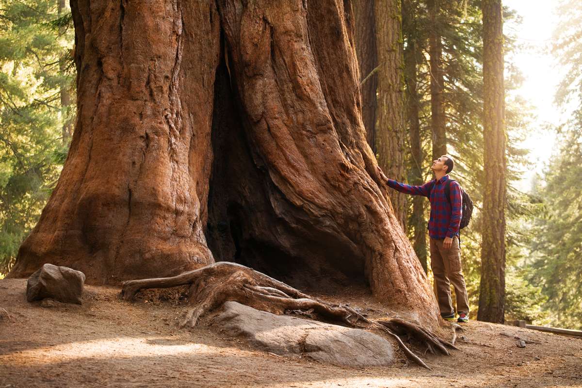 A hiker in a plaid shirt and backpack reaches out to touch the massive, textured trunk of an ancient giant sequoia tree in a sunlit forest, highlighting the awe-inspiring scale and endurance of nature's timber.
