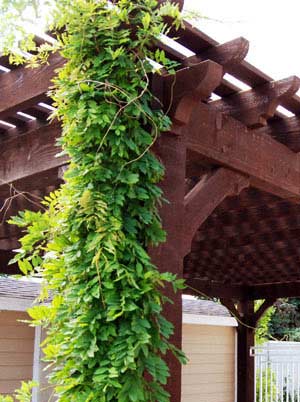 Corner of timber frame pergola with lush green vines growing by Western Timber Frame