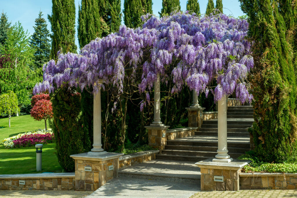 Pergola with lush vines and purple flowers growing over the top by Western Timber Frame
