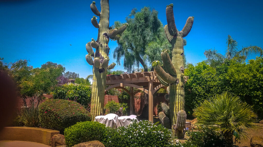 DIY pergola kit in Beach Sand stain nestled in a desert-style backyard with gravel landscaping, cactus, and vibrant greenery.